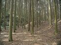 Ogawanishinokoka5.jpg