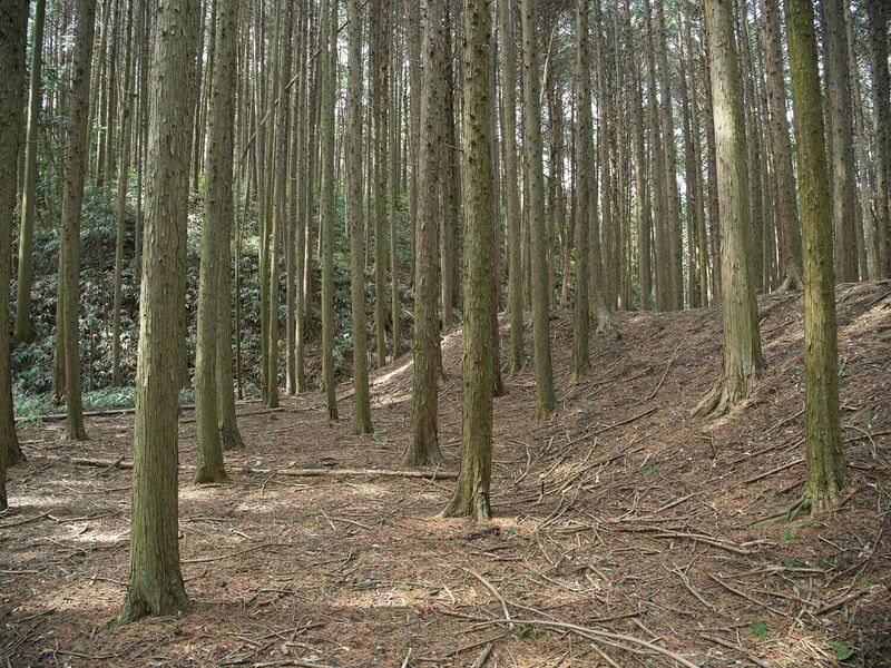 File:Ogawanishinokoka5.jpg