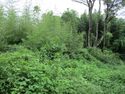 KaiChikuzenbaraToride (2).JPG