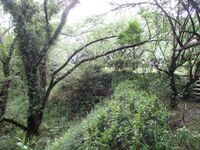 Kosemajou (11).jpg