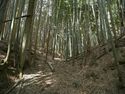 Ogawanishinokoka4.jpg