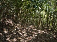 Higashigoma10.jpg