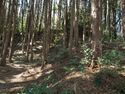 Kokashingushi32.jpg