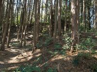 Kokashingushi32.jpg