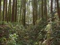 Ogawanishinokoka7.jpg