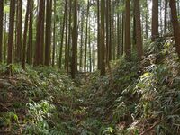 Ogawanishinokoka7.jpg