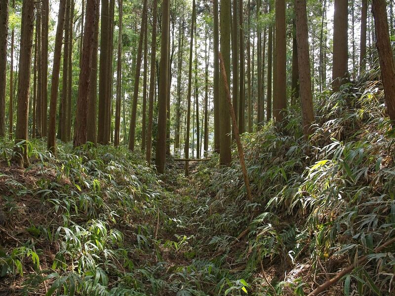 File:Ogawanishinokoka7.jpg