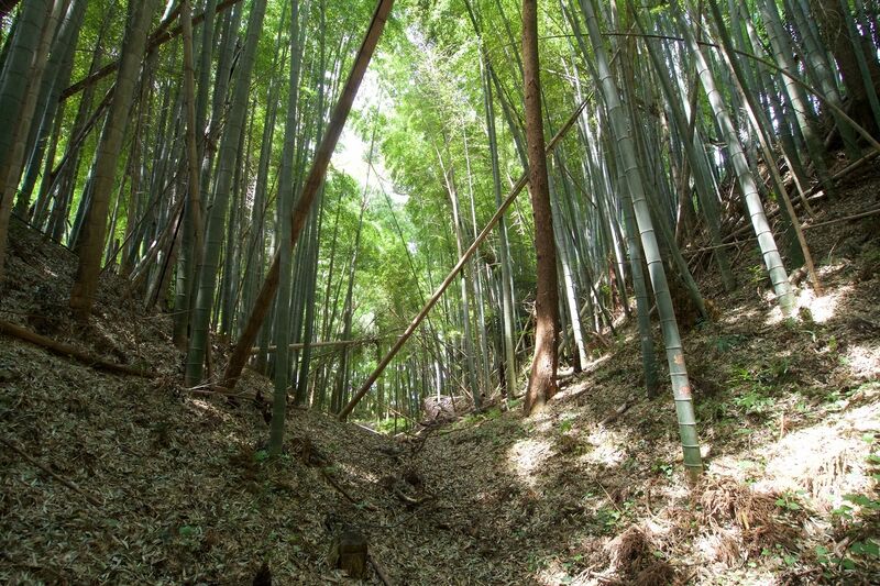File:Ushiku16.jpg
