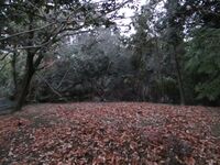 YamashiroTanigadoujou (1).JPG