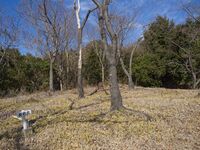 Tedori43.jpg