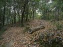 Eboshigata8.jpg