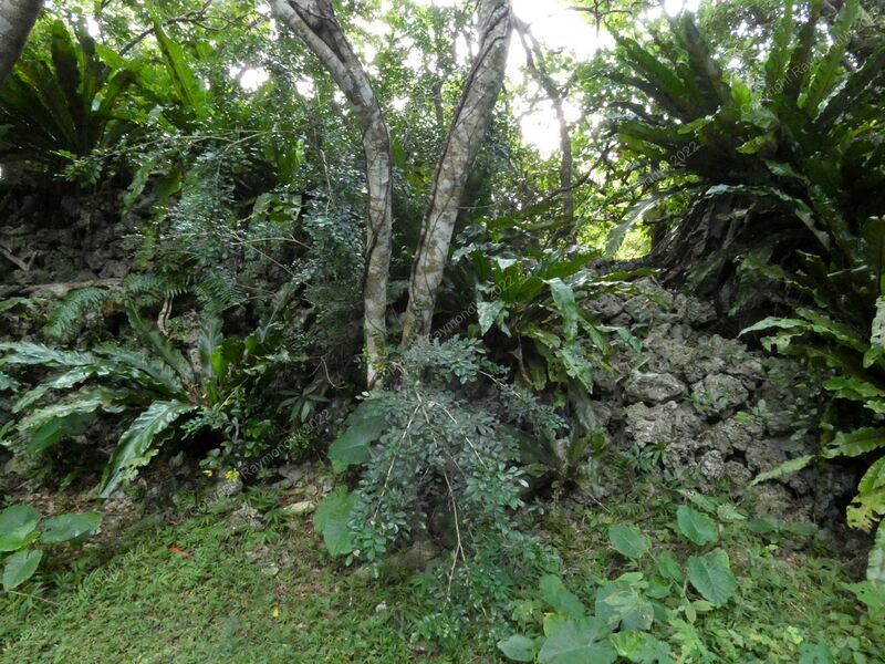 File:Kakinohana Castle Ray 10.jpg