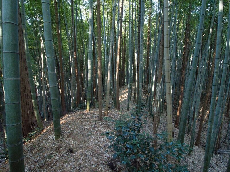 File:Mochizukikoka13.jpg