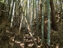 Shimoyamakita16.jpg