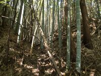Shimoyamakita16.jpg
