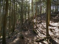 Tsuchiyamakoka20.jpg