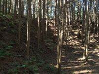 Kokashingushi16.jpg