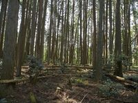 Ogawanakanokoka21.jpg
