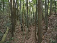 Ogawanishinokoka20.jpg