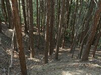 Tedori37.jpg