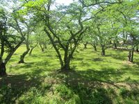 Tenjin'yama23Sannomaru.JPG