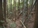 Ogawanishinokoka18.jpg