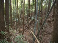 Ogawanishinokoka18.jpg