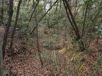 Kizukyoto10.jpg