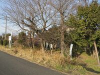 Shobata13.jpg