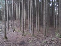 SurugaFukayamajou (7).JPG