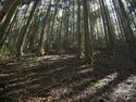 Ayukawa14.jpg