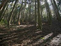Ayukawa14.jpg