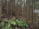 Chausudate8.jpg