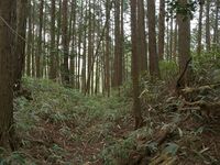 Ogawanishinokoka27.jpg