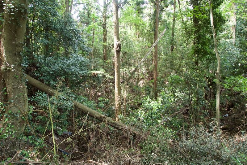 File:Torinji3.jpg