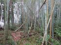 Magome (3).JPG