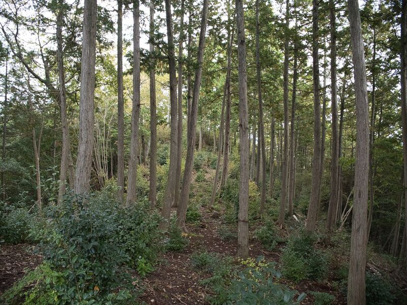 File:Hannyajitanba5.jpg