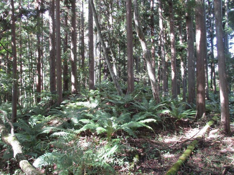 File:WakaguriyamaToride (2).jpg