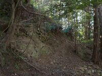 Tedori5.jpg