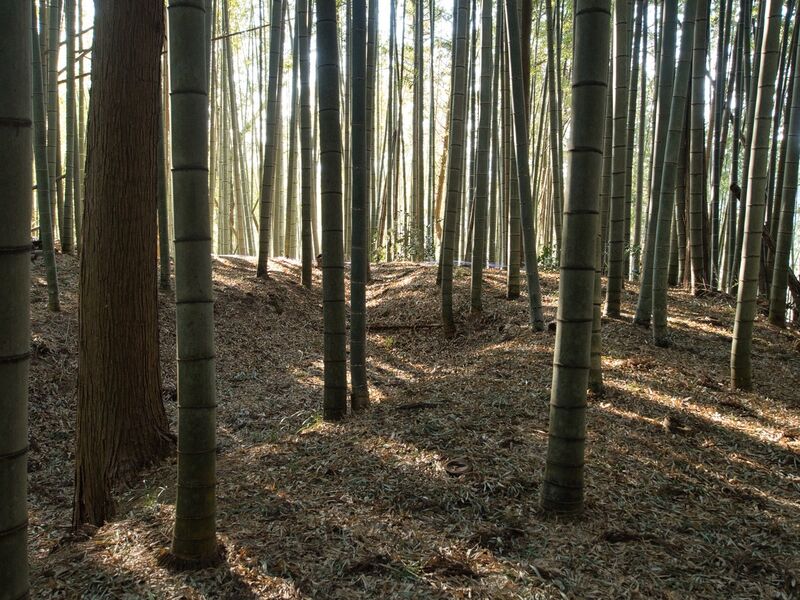 File:Uchikoshikoka9.jpg