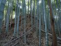 Mochizukikoka25.jpg