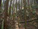 Ogawanishinokoka8.jpg