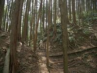 Ogawanishinokoka8.jpg