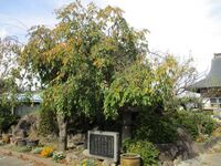 ShouunjiRui (5).JPG