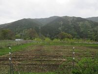 InaOhniwajou (1).JPG