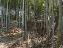 Kokashimoyama13.jpg