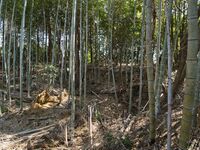 Kokashimoyama13.jpg