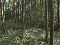 Ogawanakanokoka15.jpg