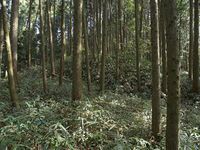 Ogawanakanokoka15.jpg