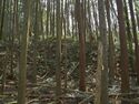 Ogawanakanokoka18.jpg